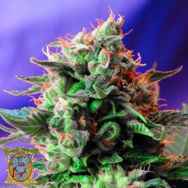 Sweet Seeds Jack 47 Fast Version